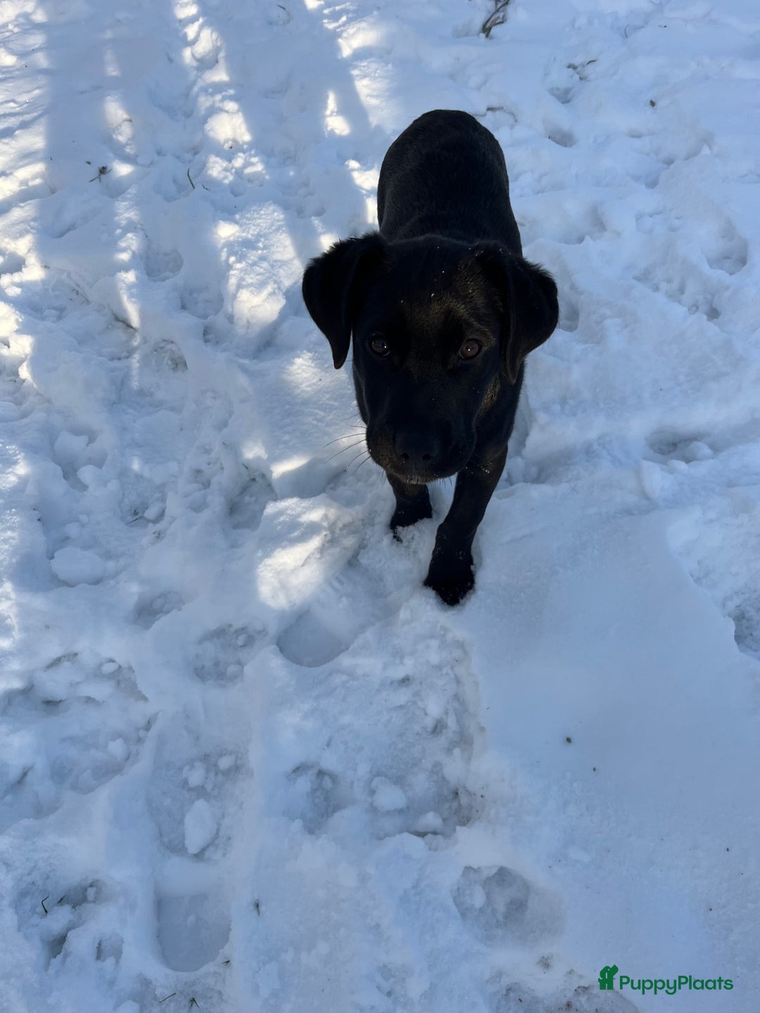 Kruising honden te koop: Labrador kruising kooiker  - Advertentie 12