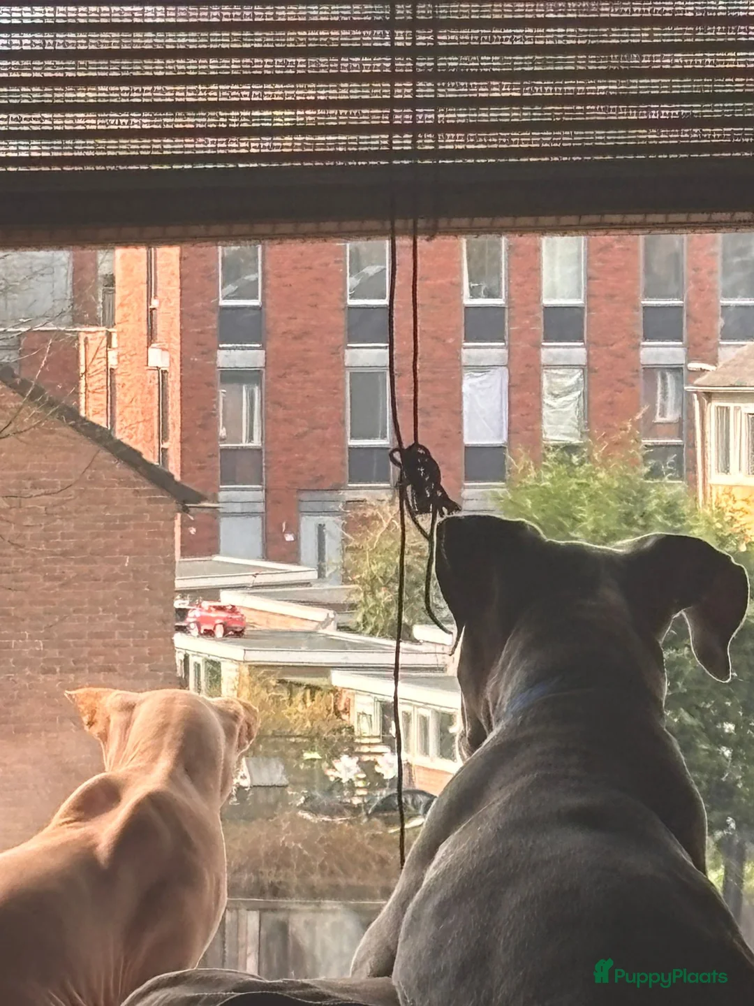 Amerikaanse Bully honden te koop: Hele lieve pup - Advertentie 5