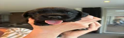 Kruising honden te koop: Lieve Schapendoes x Smous pups - Advertentie 4