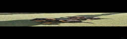 Ruwhaar Teckel honden te koop: Ruwharige teckel pups - Advertentie 13