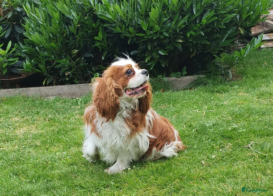 Cavalier King Charles Spaniel honden ter dekking: cavalier kingcharles spaniel dekreu in Mierlo - Advertentie 3
