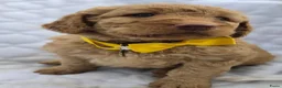 Labradoodle honden te koop: Hele mooie medium doodle half Australian bloed🩵🤩 - Advertentie 10