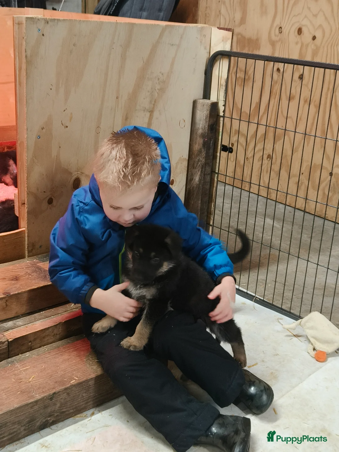 Duitse Herder honden te koop: Prachtige Duitse herder pups * mogen vd week weg * - Advertentie 9