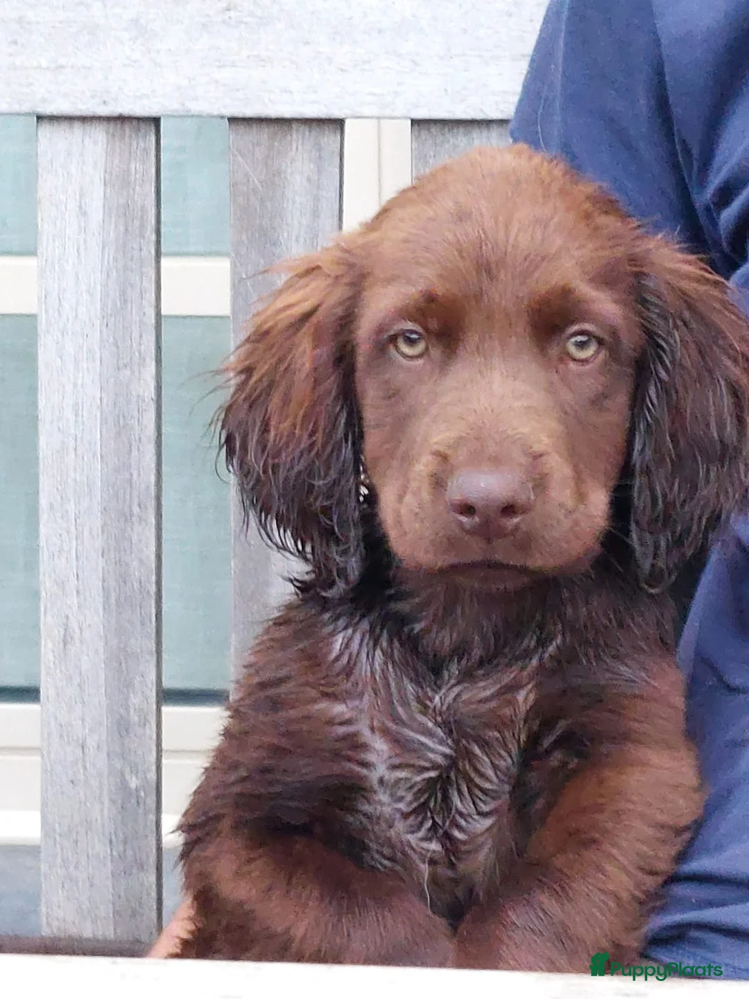 Duitse Staande Hond Langhaar honden te koop: Verwacht duitse staande Langhaar pups - Advertentie 12