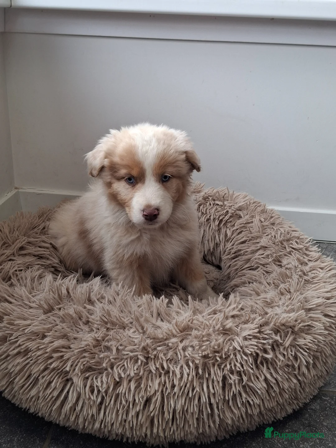 Australian Shepherd honden te koop: Raszuiver Australian Shepherd pups op de boerderij - Advertentie 18