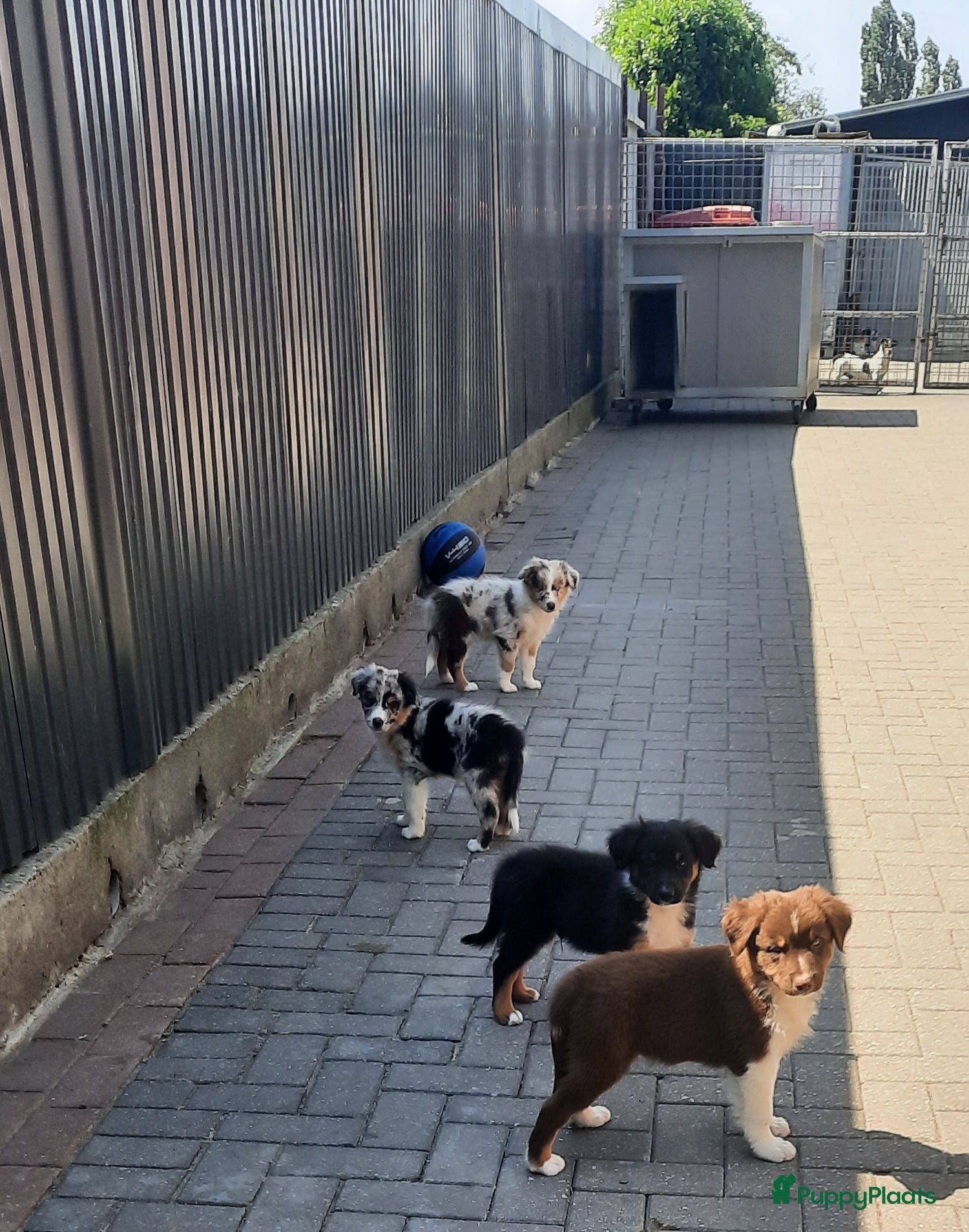 Kruising honden te koop: Border collie Australian shepherd mix puppies - Advertentie 1