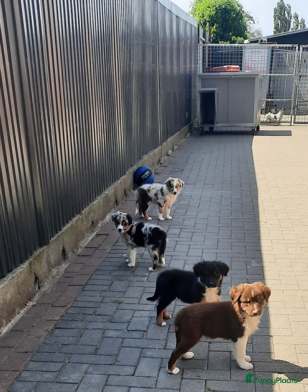 Kruising honden te koop: Border collie Australian shepherd mix puppies - Advertentie 1