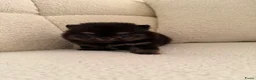 Pomeriaan honden te koop: Pomeranian pomeriaan pups  - Advertentie 12