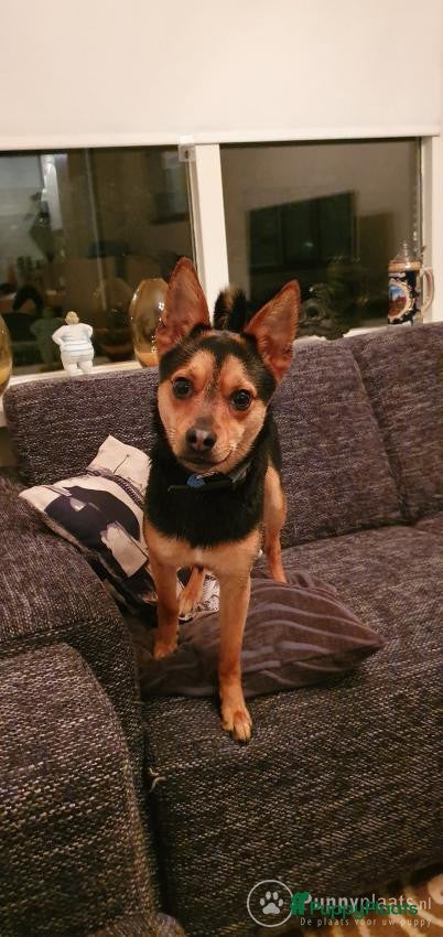 Kruising honden Dekrue aangeboden in Almelo - Advertentie 6