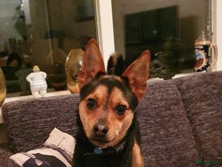 Kruising honden Dekrue aangeboden in Almelo - Advertentie 5