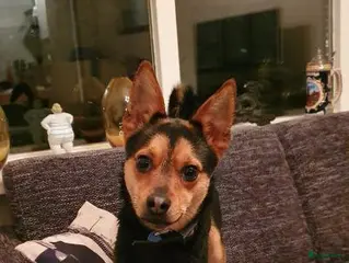 Kruising honden Dekrue aangeboden in Almelo - Advertentie 7