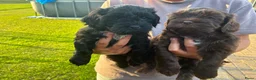 Kruising honden te koop: Labradoodle mini x Boomer pups - Advertentie 10