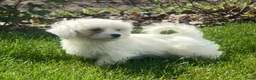 Maltezer honden te koop: Maltezer pups  - Advertentie 4