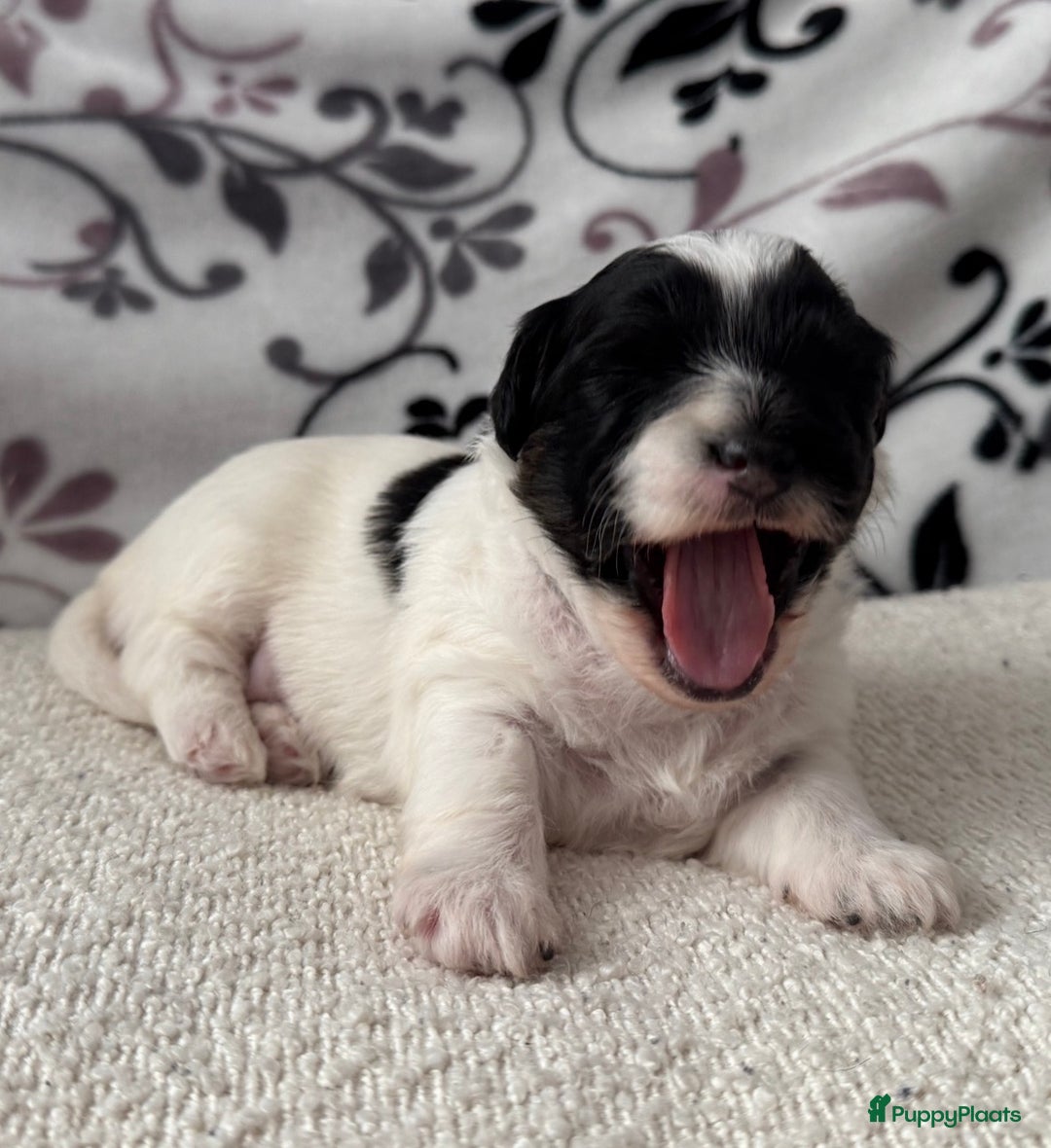 Kruising honden te koop: Kruising Maltipoo/ boomer nog 1 beschikbaar - Advertentie 7