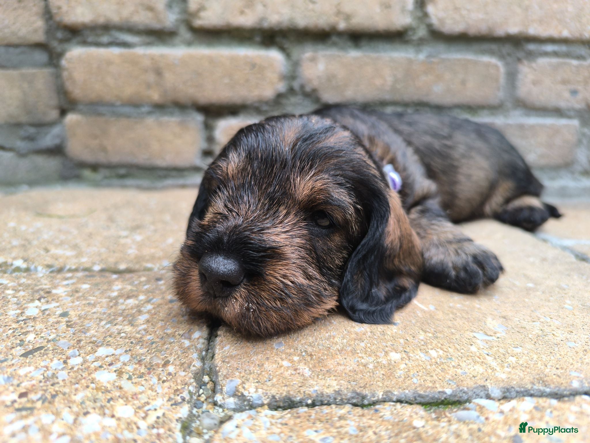 Ruwhaar Teckel honden Prachtige lieve ruwharige standaard teckel pups - Advertentie 3
