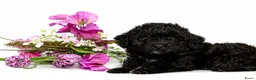 Maltipoo honden te koop: Lieve Maltipoo puppy’s zoeken een for ever home ✨ - Advertentie 4