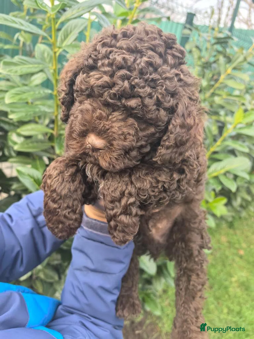 Lagotto Romagnolo honden te koop: Lagotto Romagnolo pups - Advertentie 3