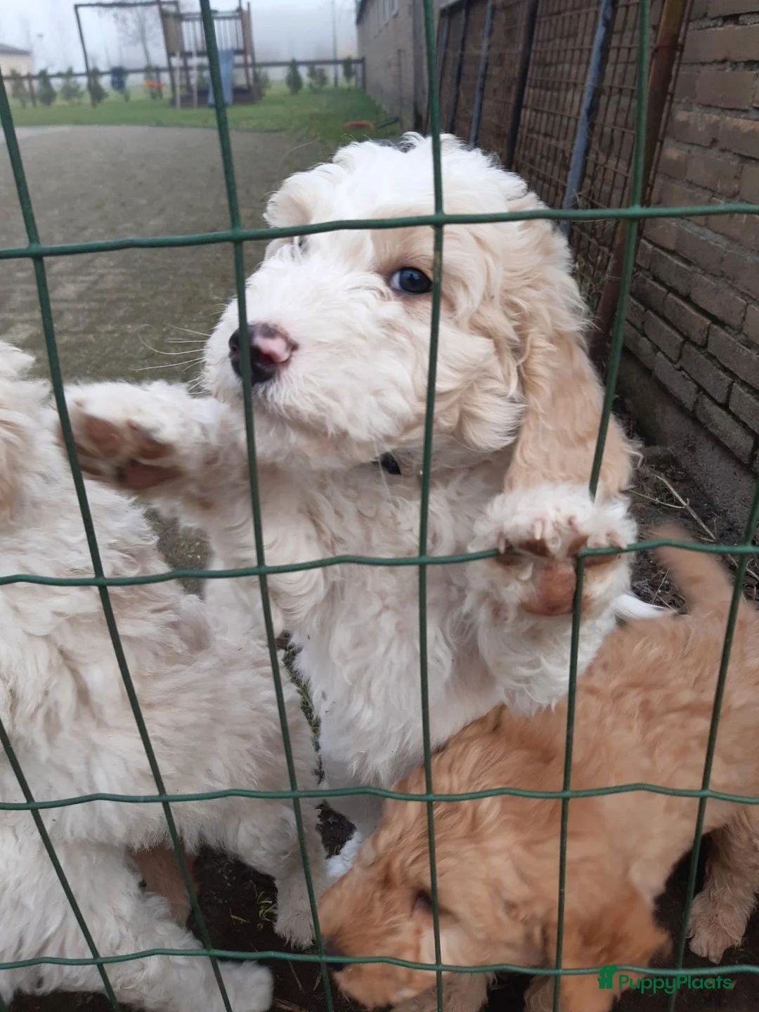 Labradoodle honden te koop: Labradoodle puppy's laatste 2! - Advertentie 2