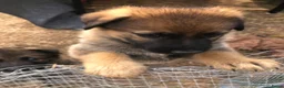 Kruising honden te koop: Duitse herder puppy’s  - Advertentie 4
