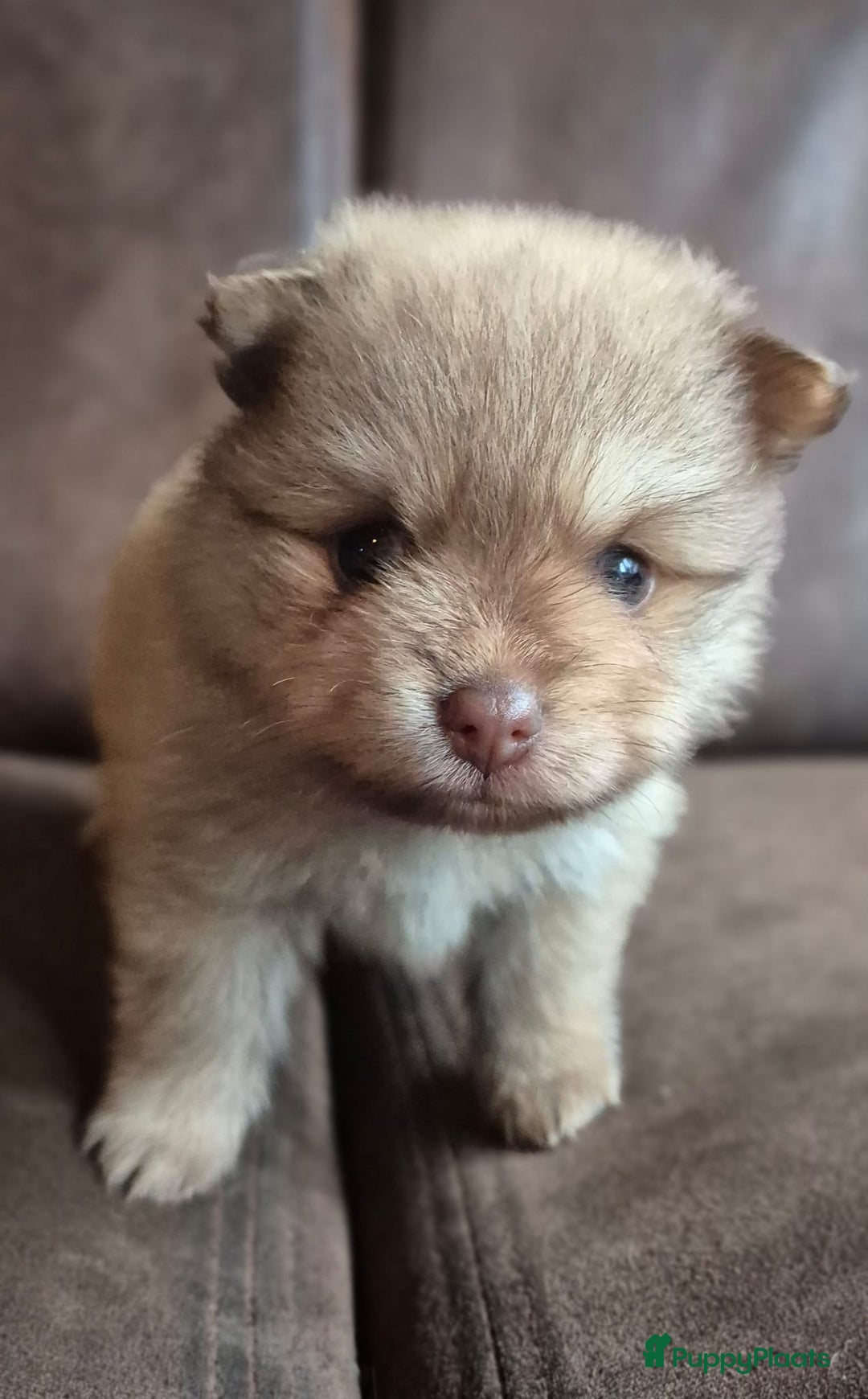 Pomchi honden te koop: Prachtige luxe pommeriaan pups - Advertentie 36