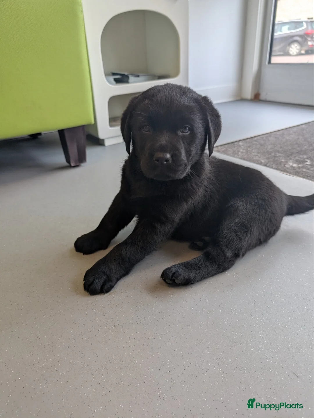 Labrador Retriever honden te koop: Prachtige labrador pups!  in Tienhoven - Advertentie 1