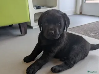 Labrador Retriever honden Prachtige labrador pups! - Advertentie 13