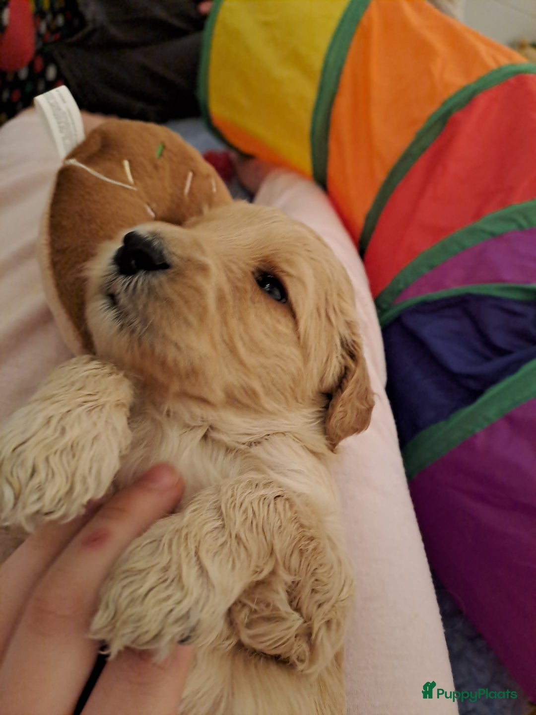 Australian Labradoodle honden te koop: Prachtige australian doodles pups  - Advertentie 2