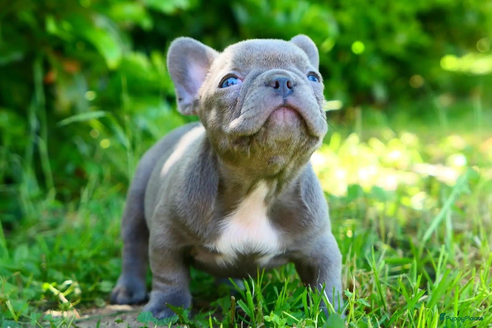 Franse Bulldog honden Franse Bulldog puup - Advertentie 1