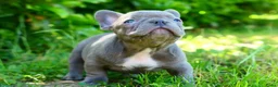 Franse Bulldog honden te koop: Franse Bulldog puup - Advertentie 1