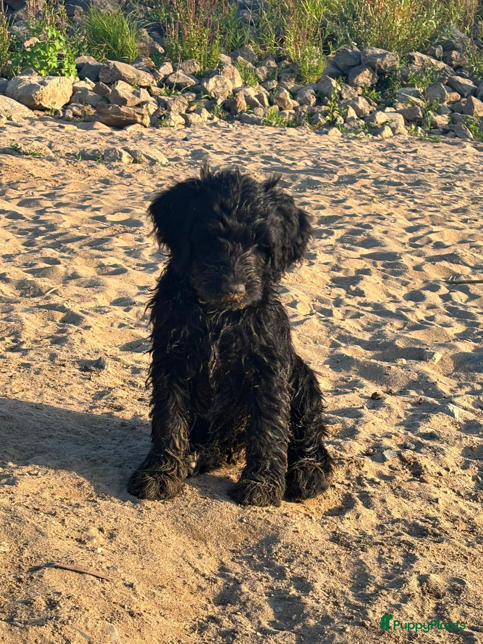 Labradoodle honden Australian Goldendoodle X Labradoodle double   - Advertentie 1