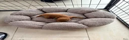 Poedel Toy honden te koop: Prachtige toypoedel pups  - Advertentie 7