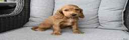 Engelse Cocker Spaniel honden te koop: Engelse Cocker Spaniel pups - Advertentie 2