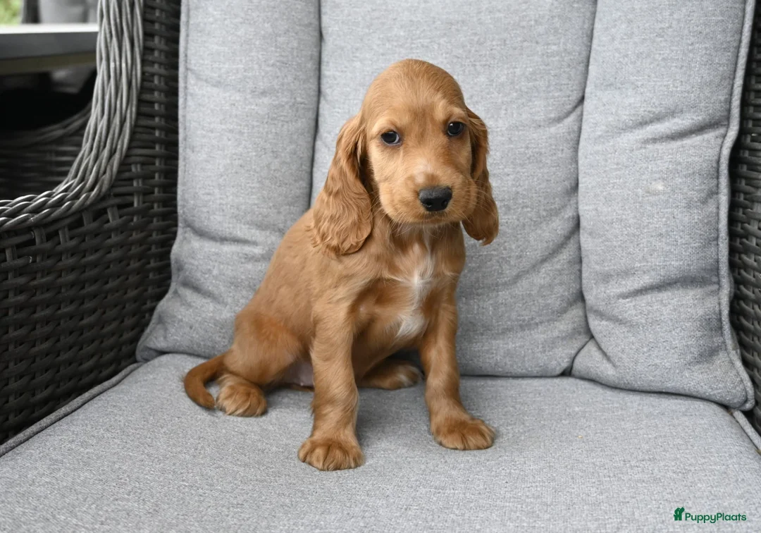 Engelse Cocker Spaniel honden te koop: Engelse Cocker Spaniel pups - Advertentie 2