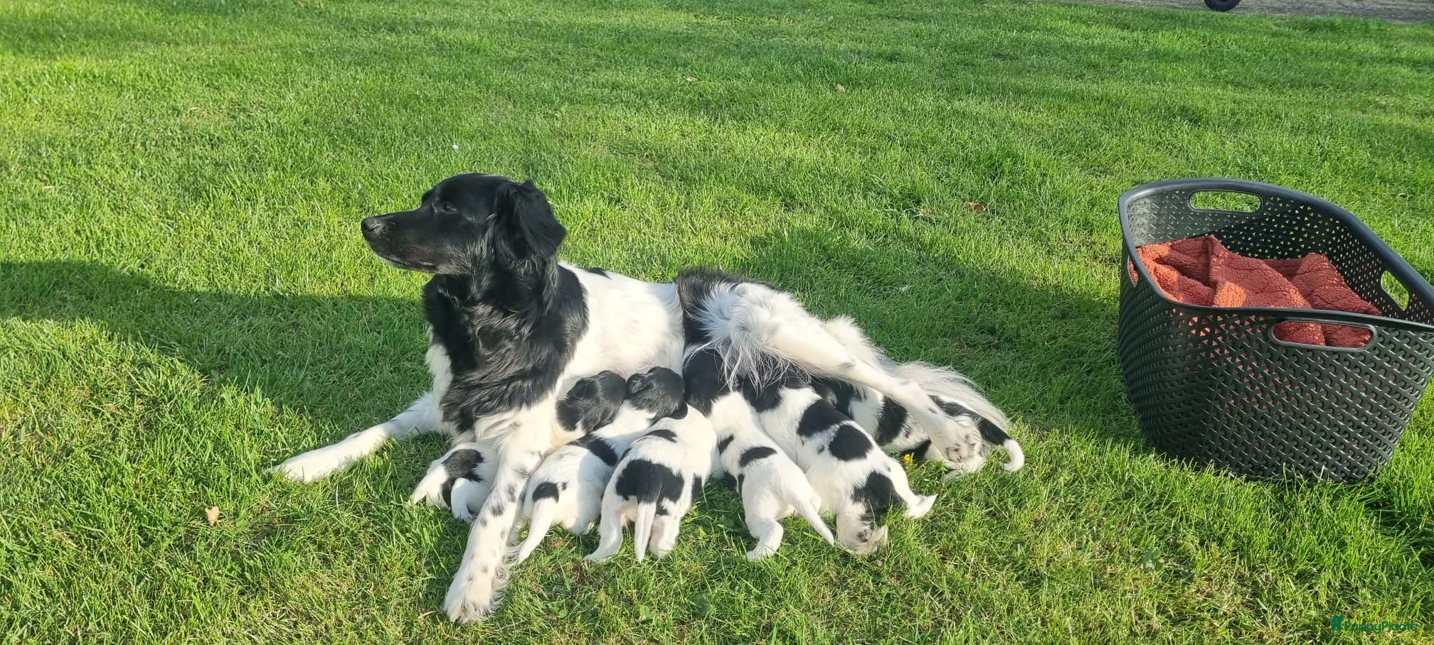 Friese Stabij honden Onze Donna heeft 6 pups - Advertentie 1