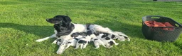 Friese Stabij honden te koop: Onze Donna heeft 6 pups - Advertentie 2