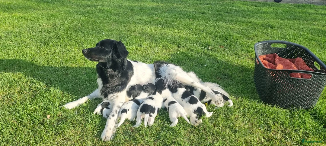 Friese Stabij honden te koop: Onze Donna heeft 6 pups - Advertentie 2