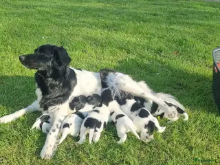 Friese Stabij honden Onze Donna heeft 6 pups - Advertentie 1