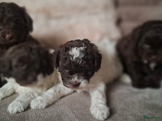Labradoodle honden Choco F1b mini labradoodle pups - hypoallergeen❣️ - Advertentie 1