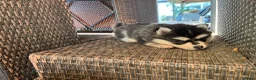 Pomsky honden te koop: Prachtige Pomsky pups - Advertentie 6