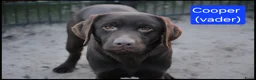 Labrador Retriever honden te koop: Lief Labrador teefje met stamboom  - Advertentie 12