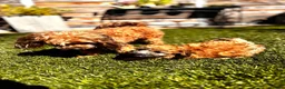 Maltipoo honden te koop: Maltipoo pup  - Advertentie 19