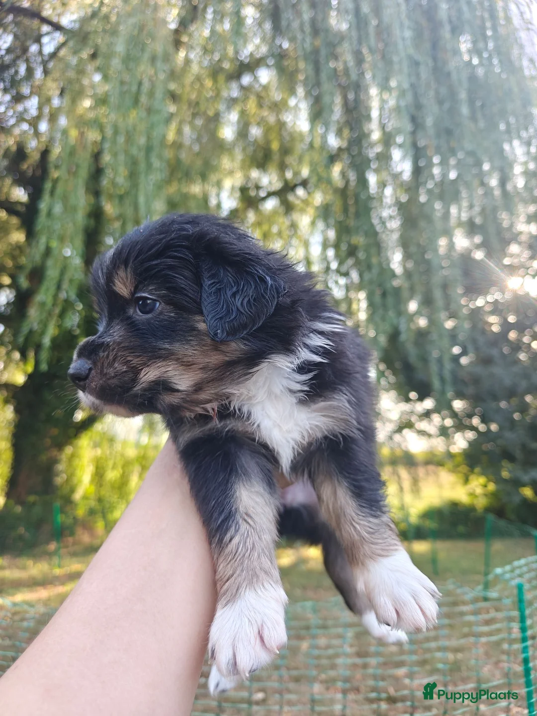 Australian Shepherd honden te koop: Australische herder puppy's  - Advertentie 11