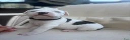 American Staffordshire Terriër honden te koop: 🐶🐾Amerikaanse Staffordshire Terrier🐾🐶 - Advertentie 9
