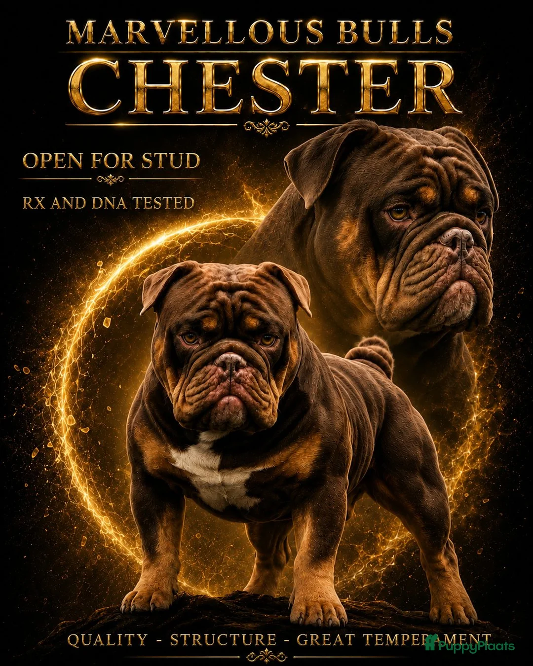 Old English Bulldog honden ter dekking: Dekreu  - Advertentie 2