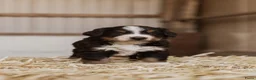 Berner Sennenhond honden te koop: Berner Sennen Pups in Overberg - Advertentie 7