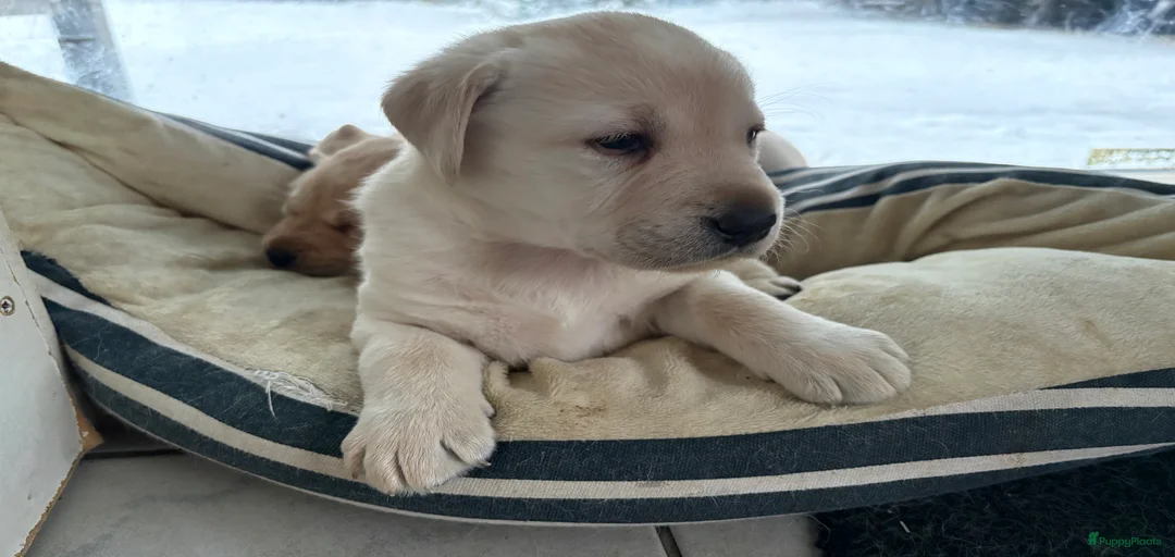 Galerij afbeelding {{count}}