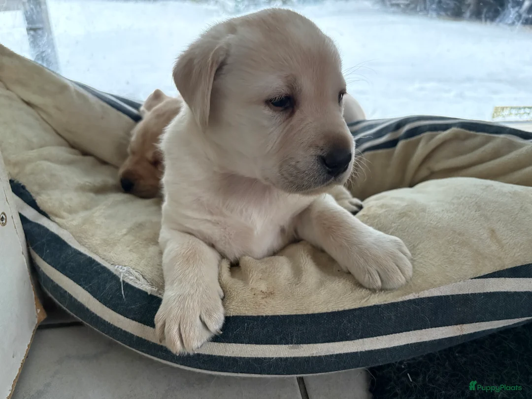 Galerij afbeelding {{count}}