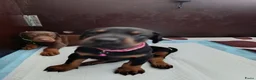 Dobermann honden te koop: 3 Dobermann pups  zoeken  een goud mandje  - Advertentie 35