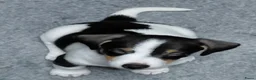 Jack Russel Terriër honden te koop: Jack Russell puppy’s - Advertentie 5