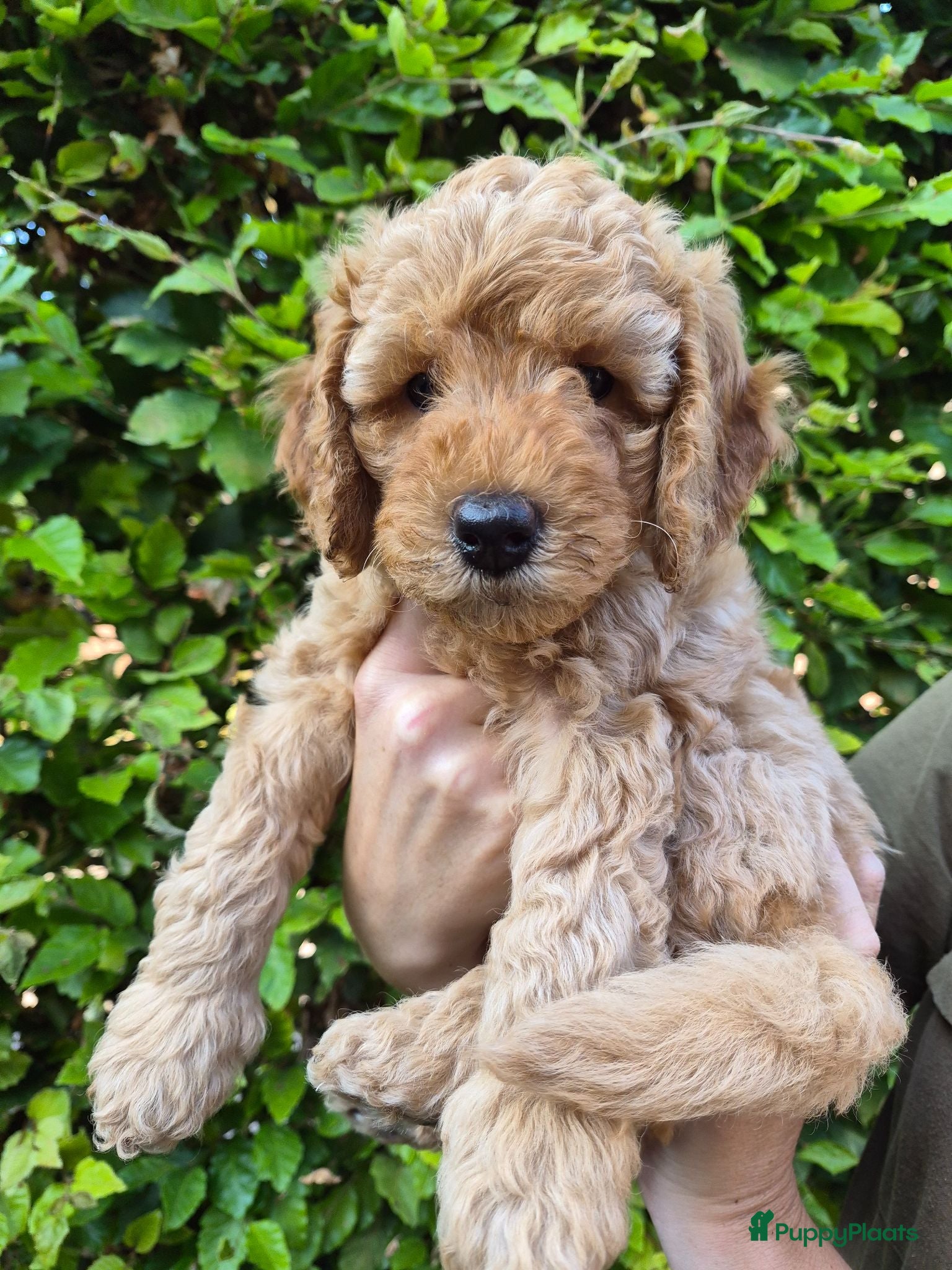 Australian Labradoodle honden Prachtige Multigen Labradoodle pups - Advertentie 5